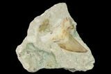 Otodus Shark Tooth Fossil in Rock - Eocene #139927-1